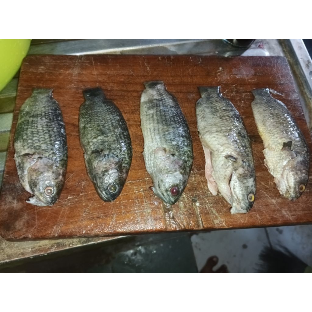 

ikan betok 1 kg papuyu 1 kilogram konsumsi siap masak