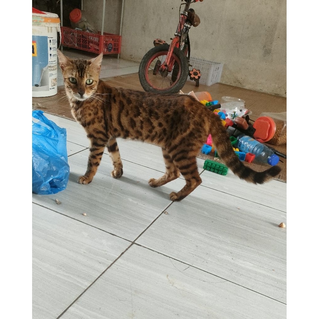 Kucing Bengal