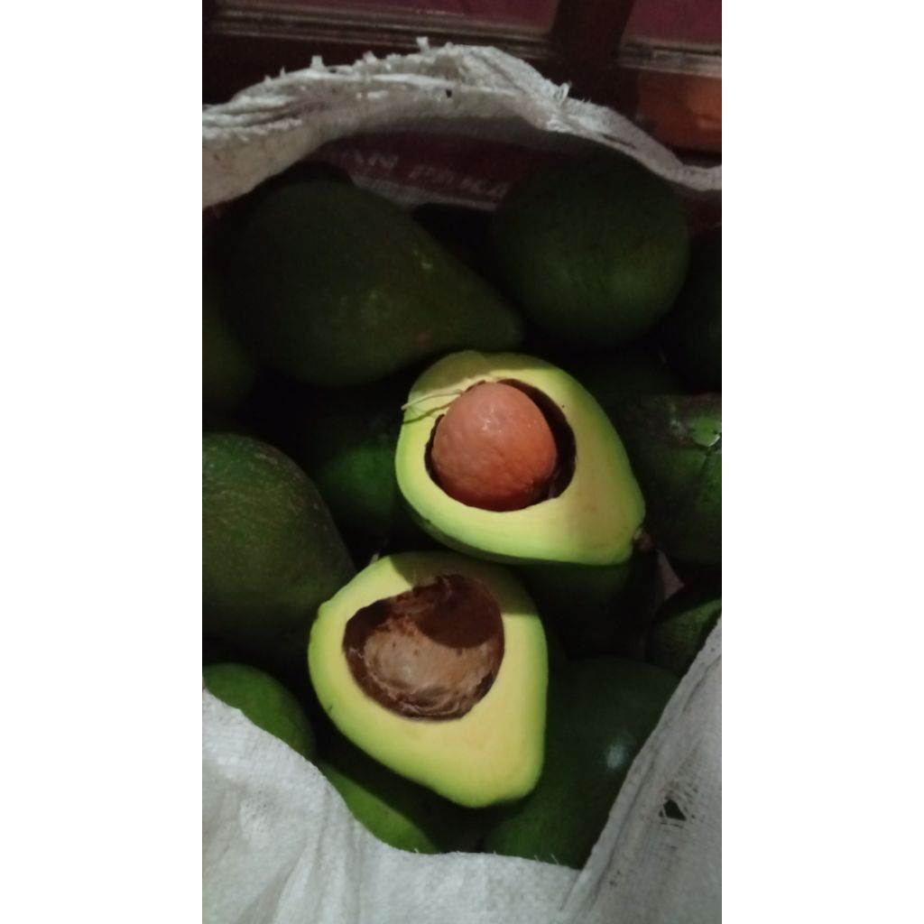 

alpukat mentega jumbo isi 2-3