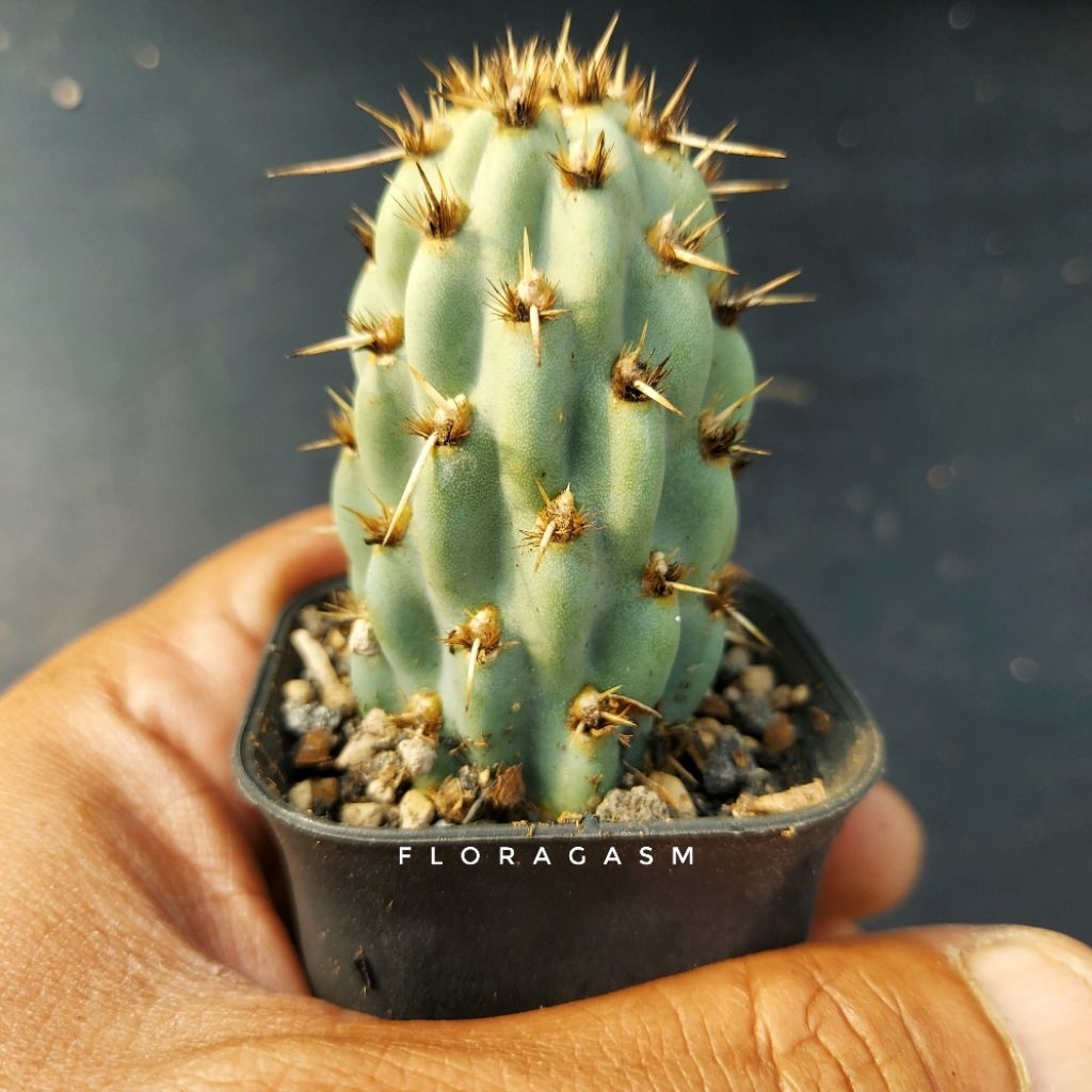 Opuntia miquelii