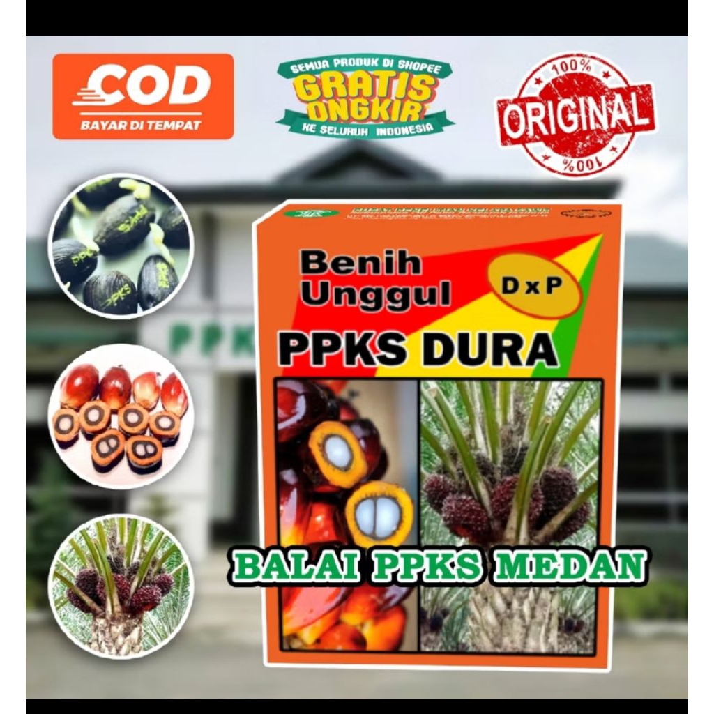 bibit benih kecambah sawit ppks dura