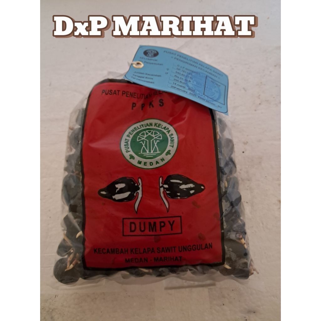 (TERLARIS NO.1) PPKS MARIHAT DUMPY | Bibit Benih  Kecambah Kelapa Sawit Unggul | 250 Butir | COD