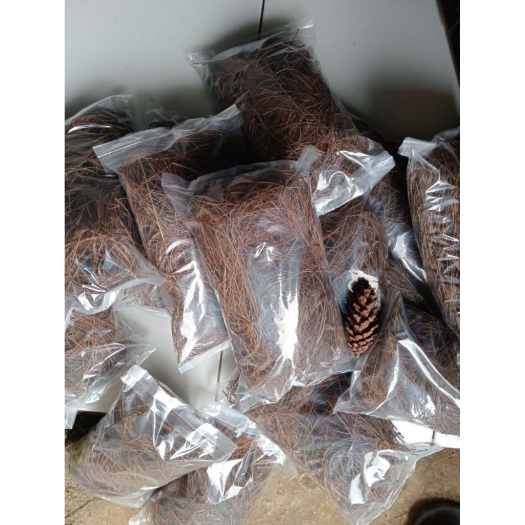 

Serat Daun Cemara kering/Daun pinus kering 1pack isi 10 pcs