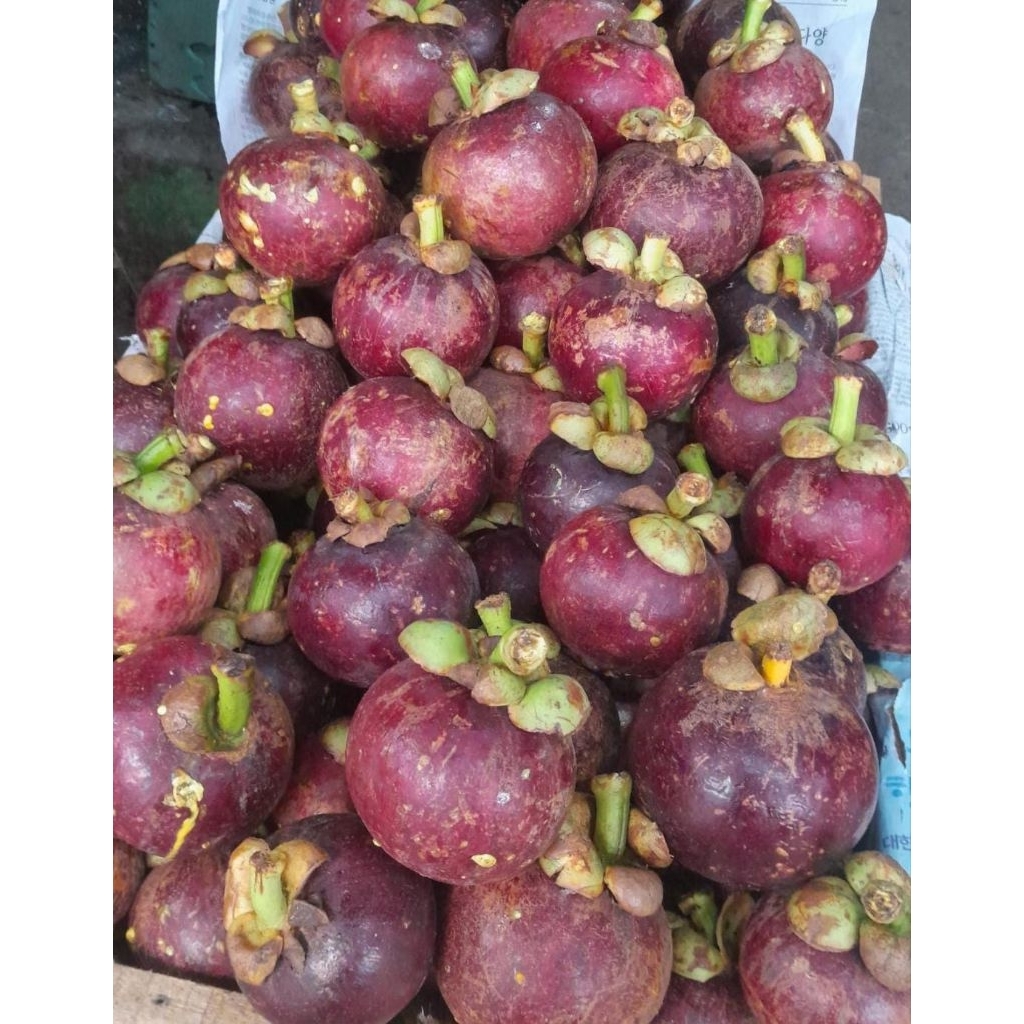 

Buah Manggis Fresh Perkilo