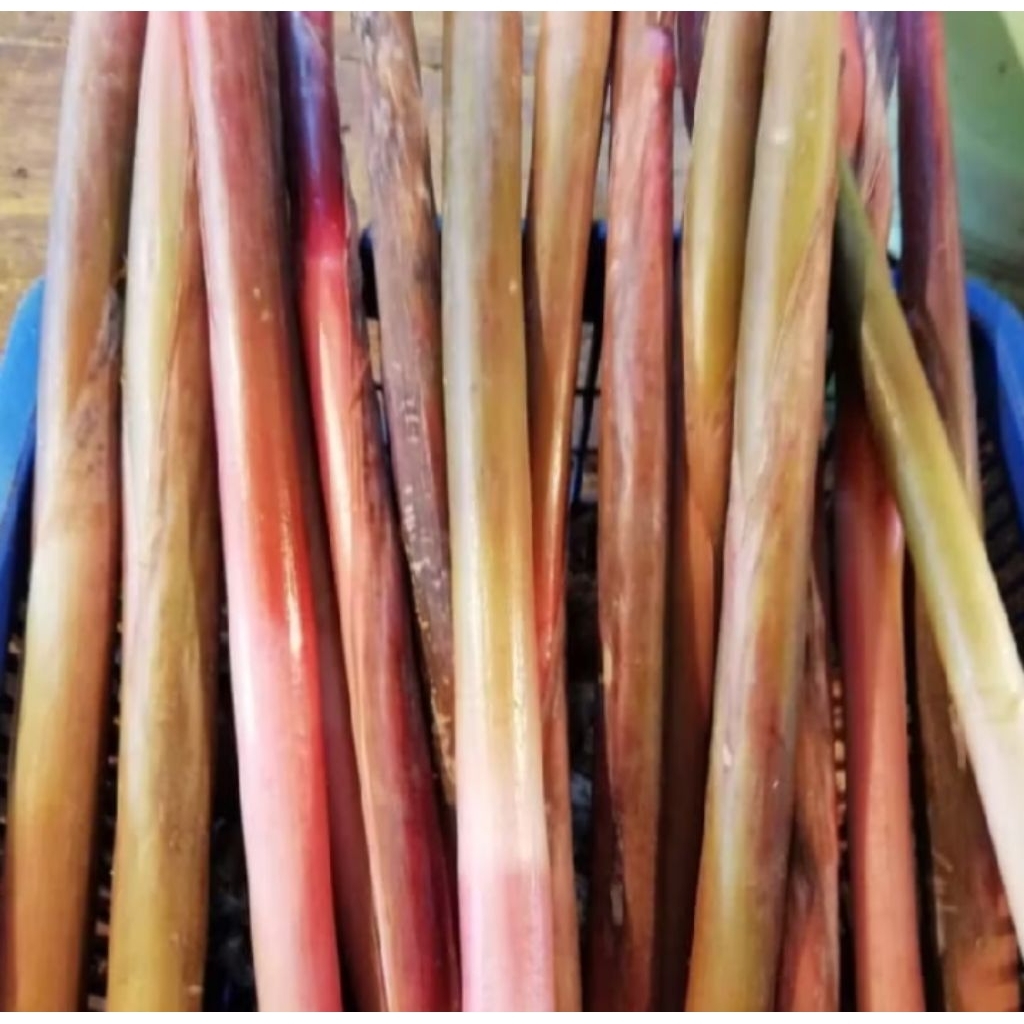 

Batang Pohon Honye (Kecombrang) Segar 1 Kg