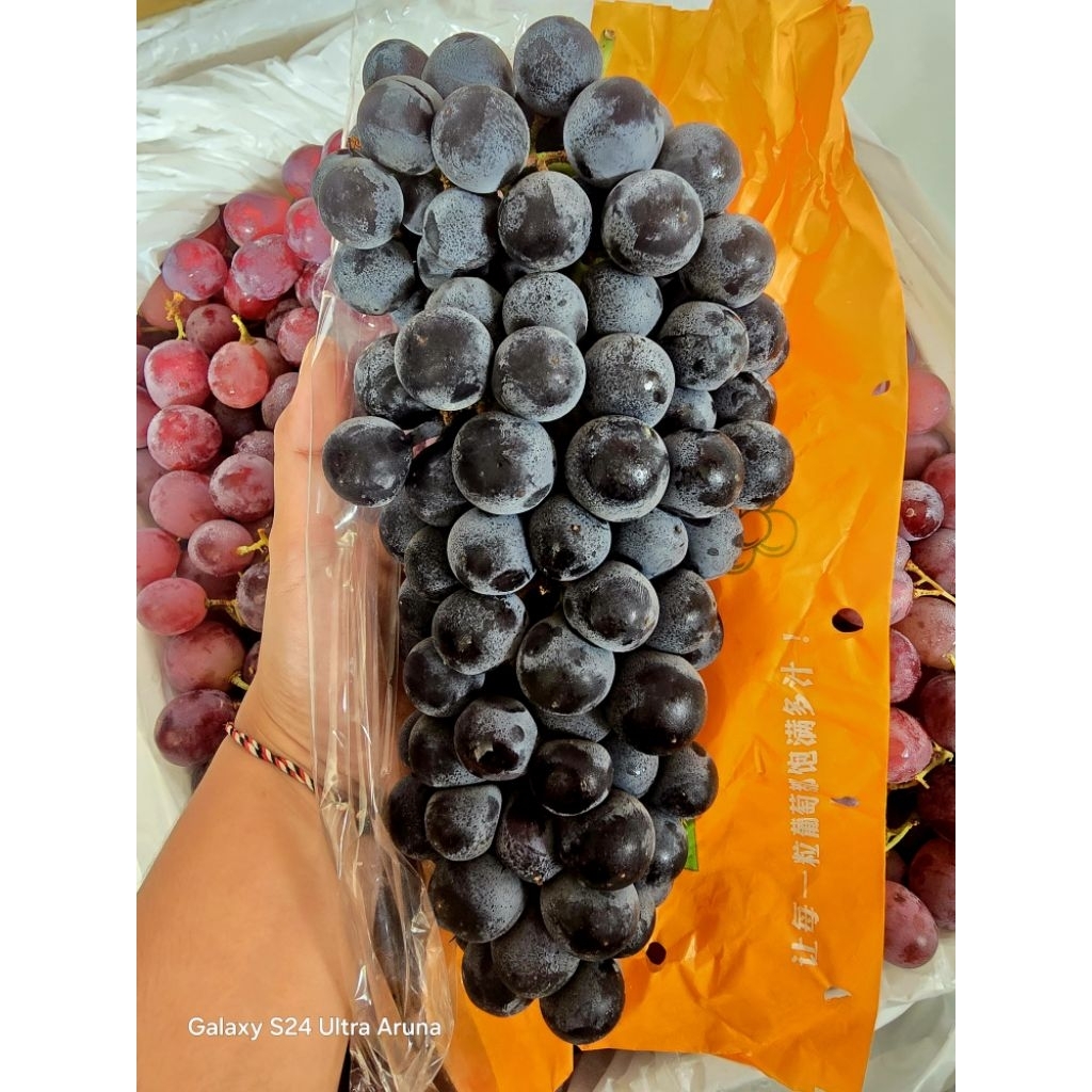 

Anggur autum manis tanpa biji