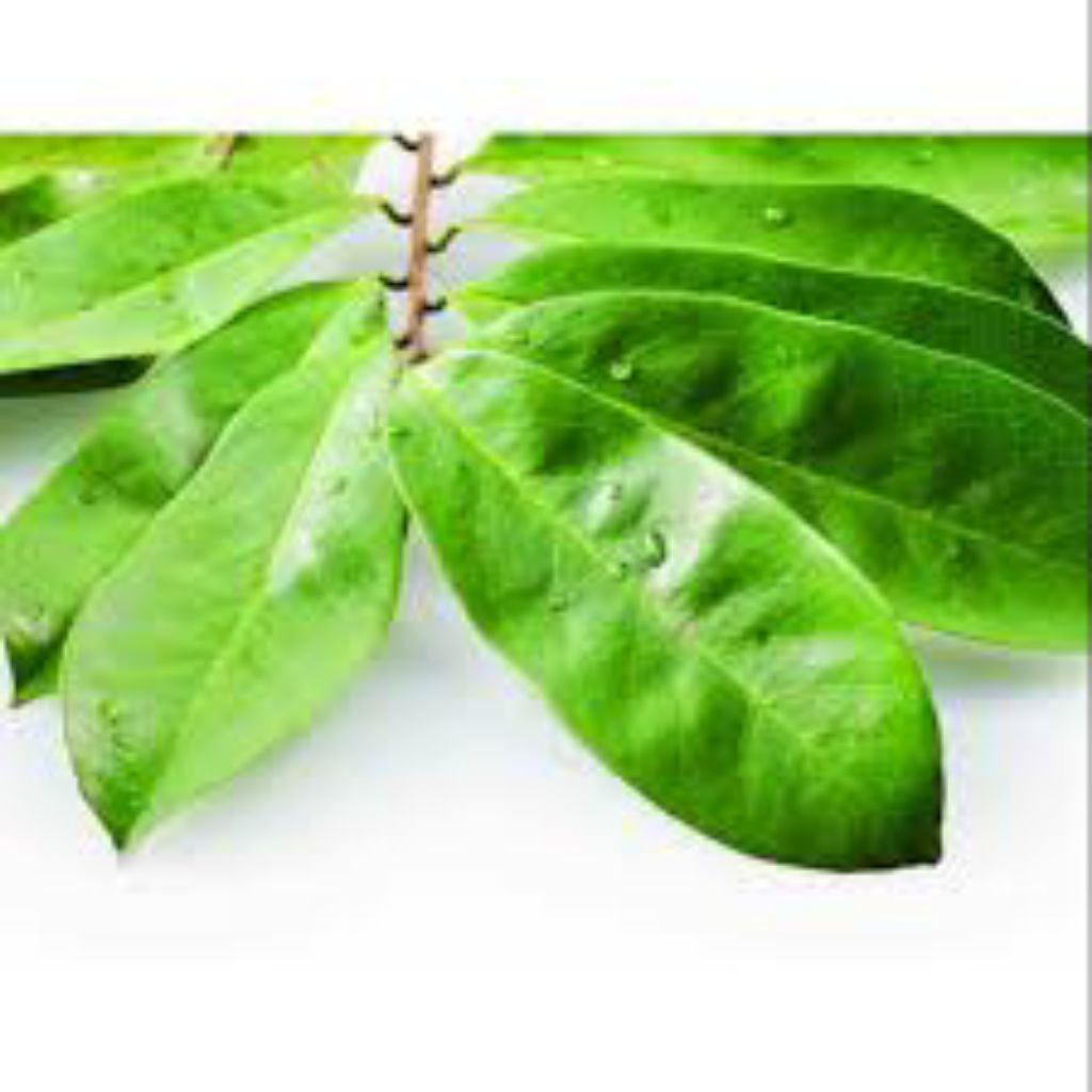 

daun sirsak segar 200 lembar