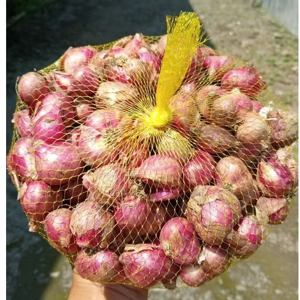 

Bawang merah / Brambang