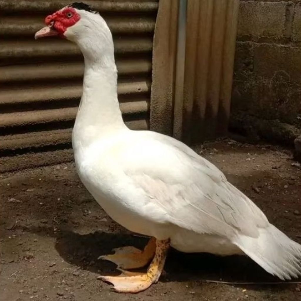 

Paket hemat 5 Telur Mentok/Entok Jumbo Leher panjang Fertil siap untuk ditetaskan