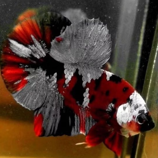 Ikan Cupang Red Koi Copper Size M - M+