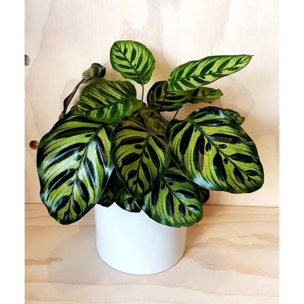 tanaman hias calathea makoyana - calathea makoyana