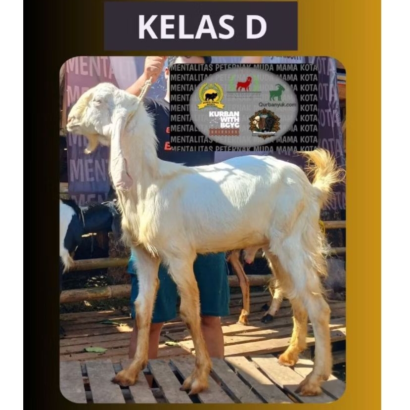 

Kambing Kelas D