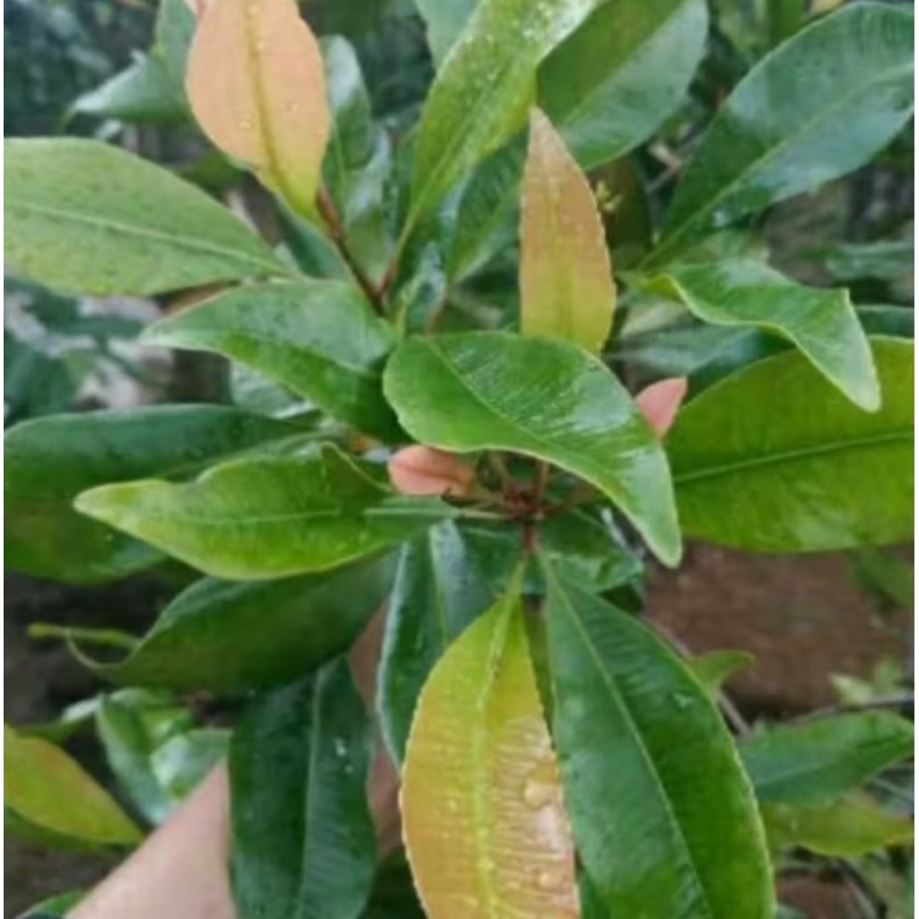 

daun cengkeh herbal segar per 100 lembar