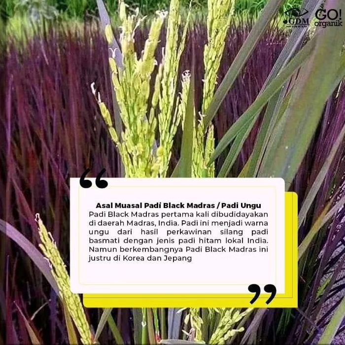 Benih Padi Black Madras Kemasan 1Kg