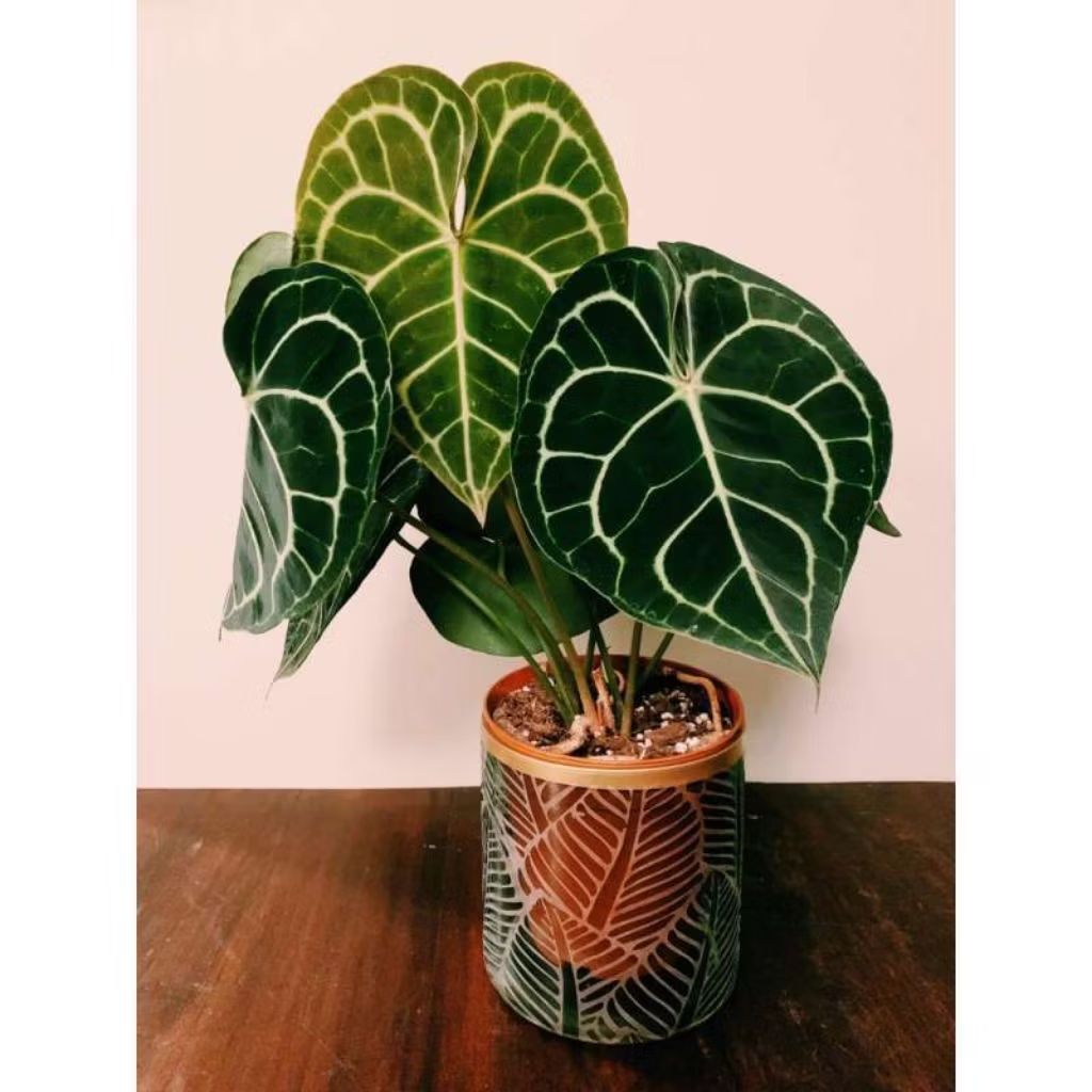 anthurium clarinervium(tarantula)