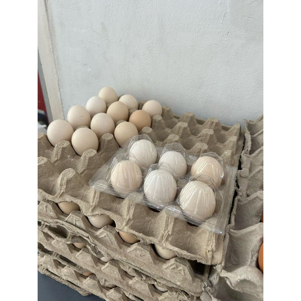

(1 PACK/ ISI 6 TELUR) Telur Kampung Omega Organik isi 6 Telur 100% ORGANIK, GRADE A, FRESH LANGSUNG DARI PETERNAKAN