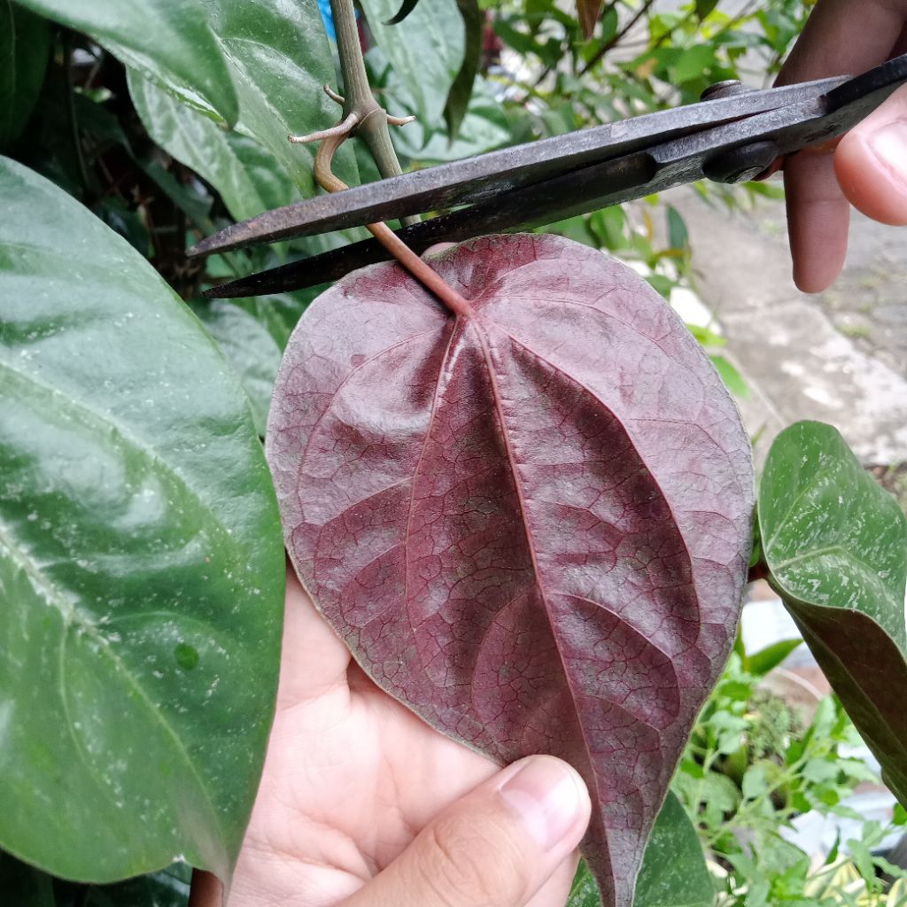 

Daun Sirih Merah Obat Herbal Obat Kholesterol Alami Minuman Tradisiona Herbal