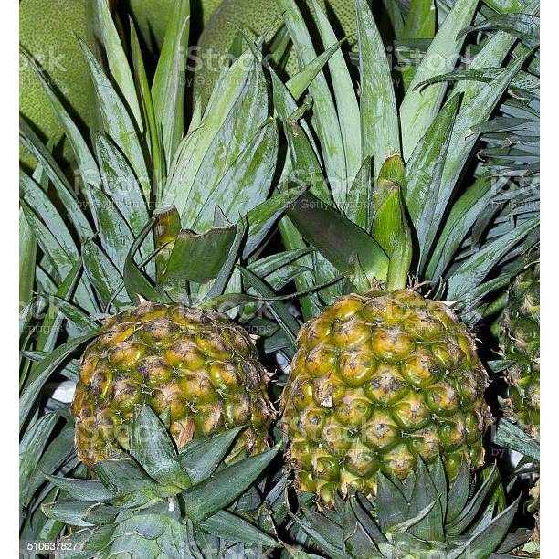 BIBIT buah [NANAS MADU THAILAND] jasil okulasi mudah untuk berbuah