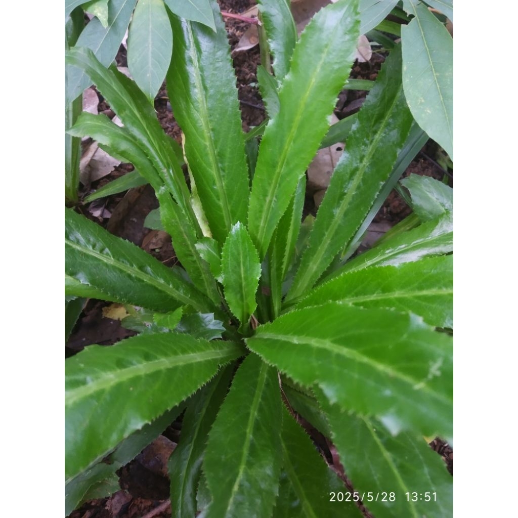 

Daun walang sangit | walang cina ( beli 2 gratis 1 )