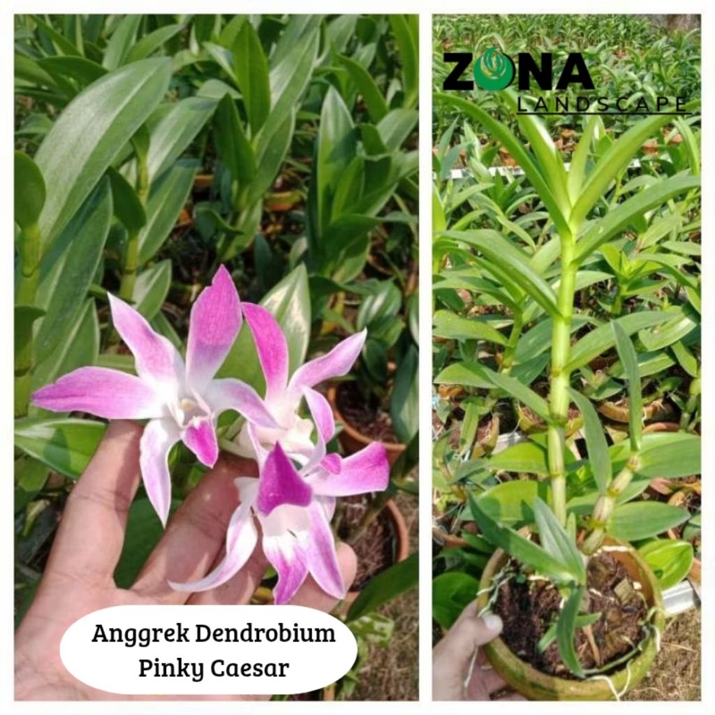 Bunga Anggrek Dendrobium Pinky Caesar (+Pot Tanah Liat & Media) Anggrek Dendro Import
