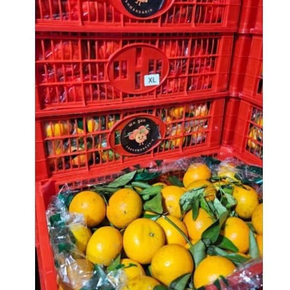 

JERUK WOGAM DAUN 1 KERANJANG 9kg