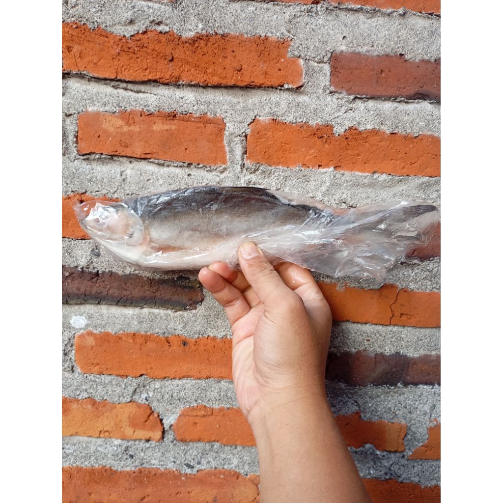 

Bandeng cabut duri frozen