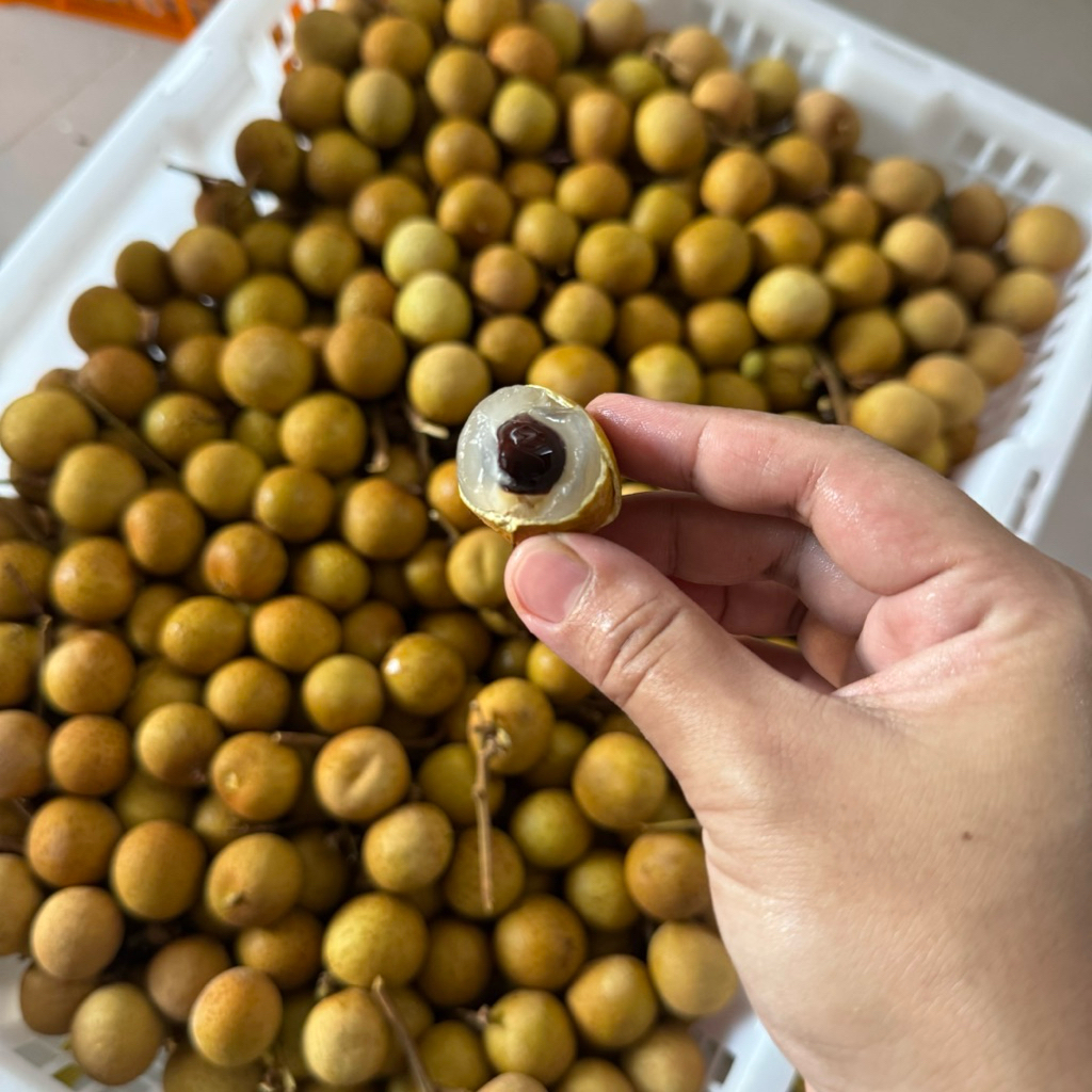 

Buah Lengkeng Semut Manis