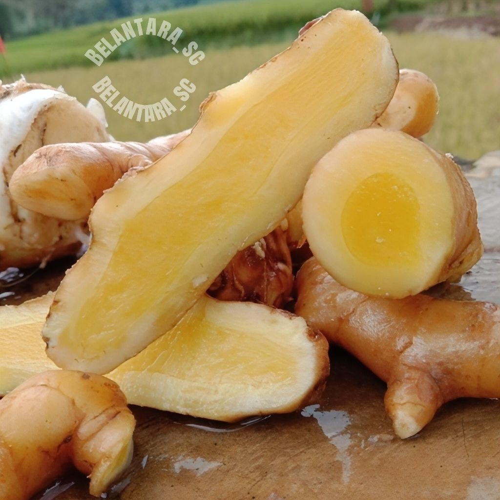 

Kunyit Putih/Temu Putih fresh segar 1kg