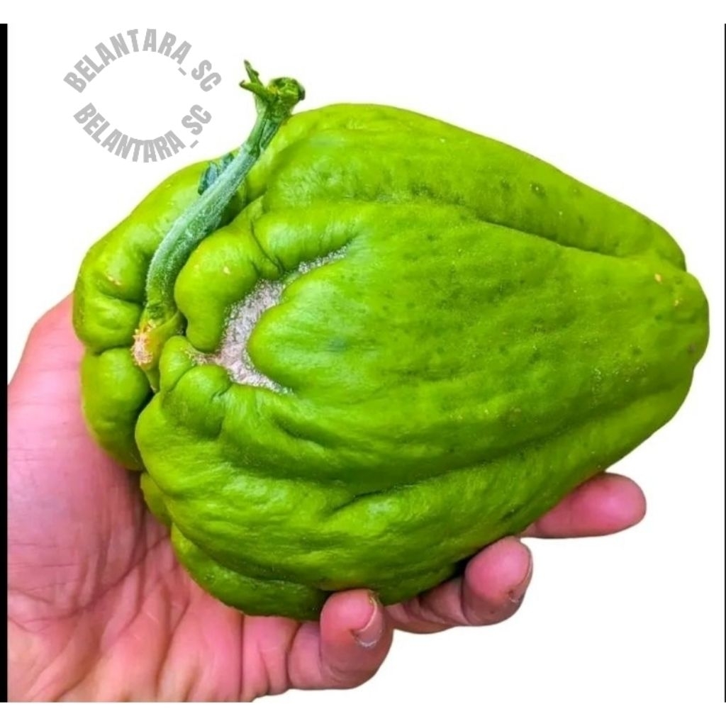 

Bibit labu Siam fresh