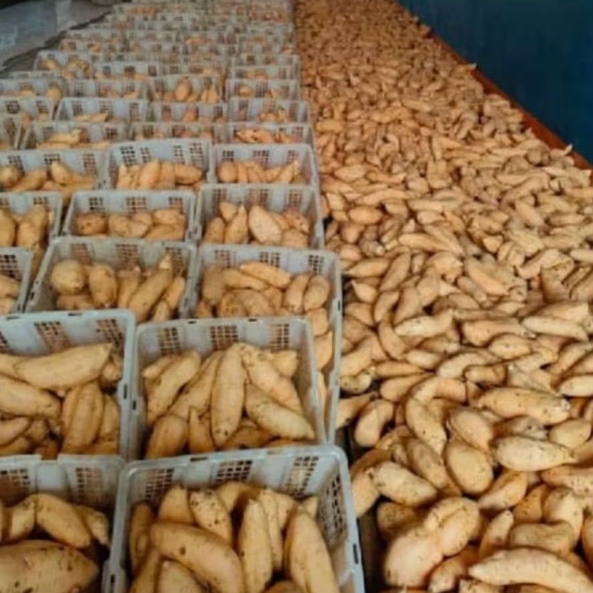 

Ubi cilembu madu 1 kg (COD)