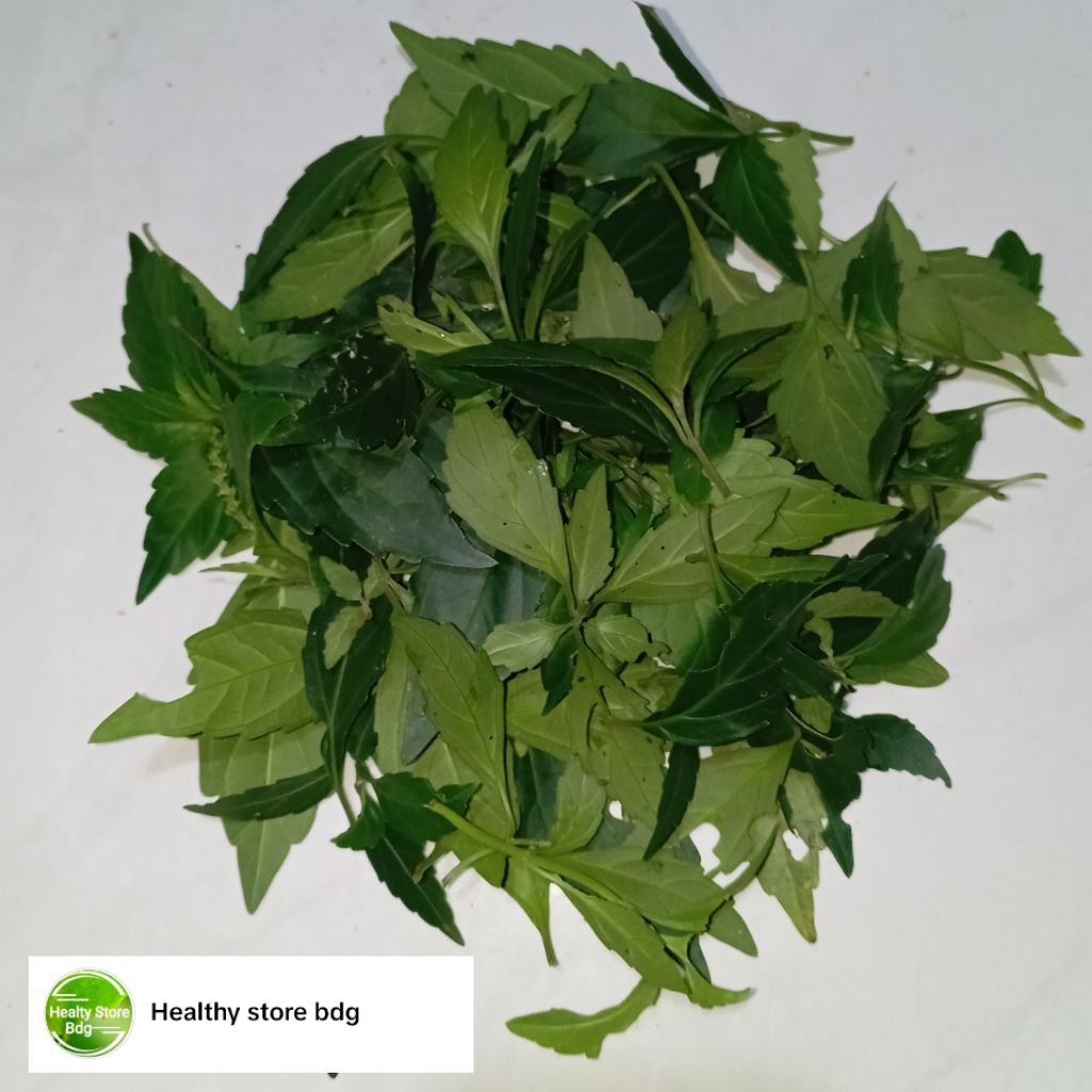 

Daun kumis kucing segar Tanpa Batang 100 gram