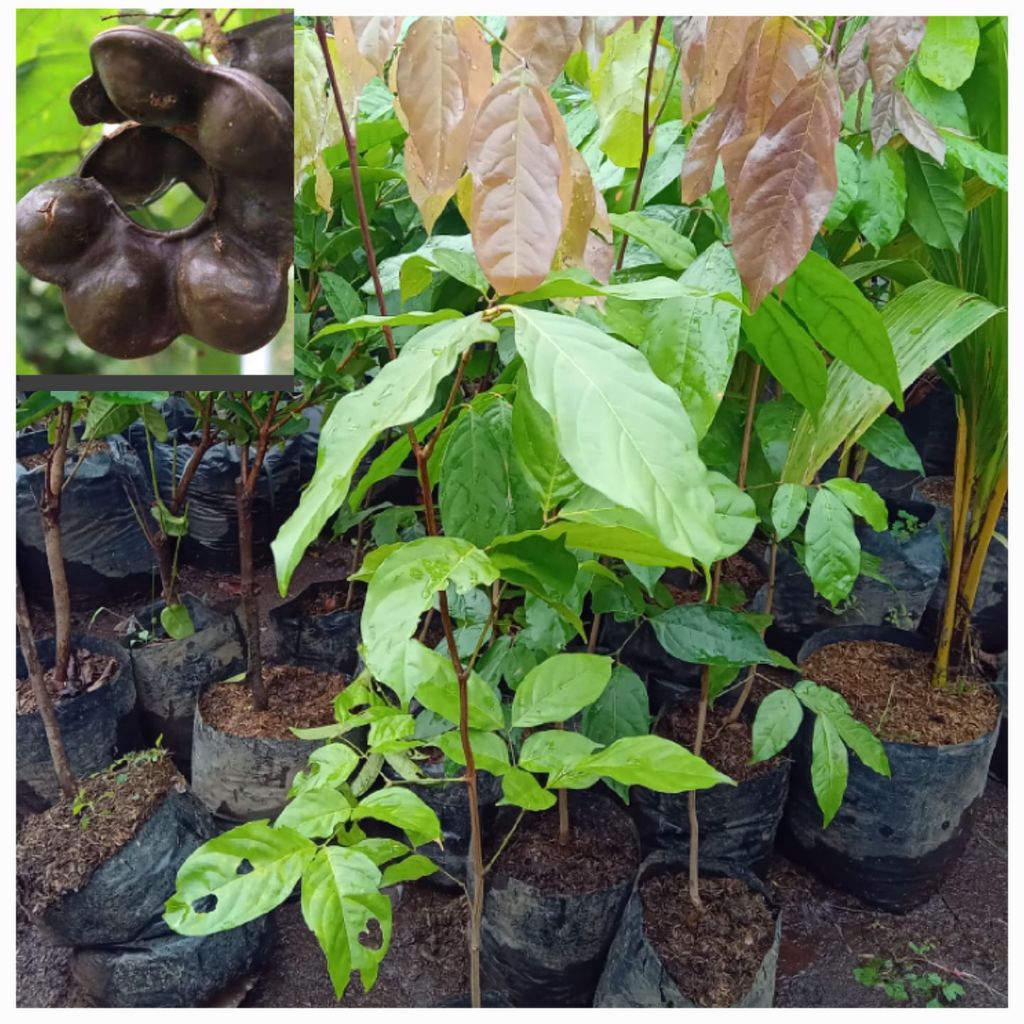 Bibit tanaman jengkol pohon jengkol