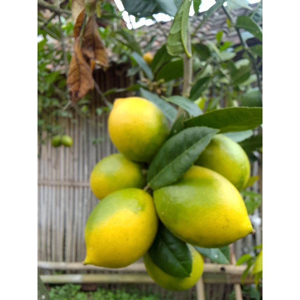 

jeruk lemon rokal garut