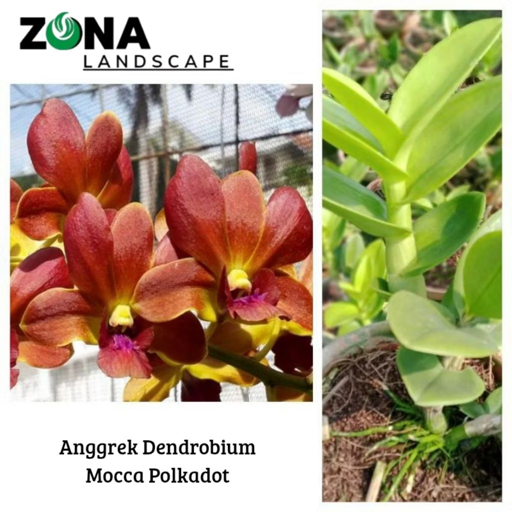 Bunga Anggrek Dendrobium Mocca Polkadot (+Pot Tanah Liat & Media) Anggrek Dendro Import