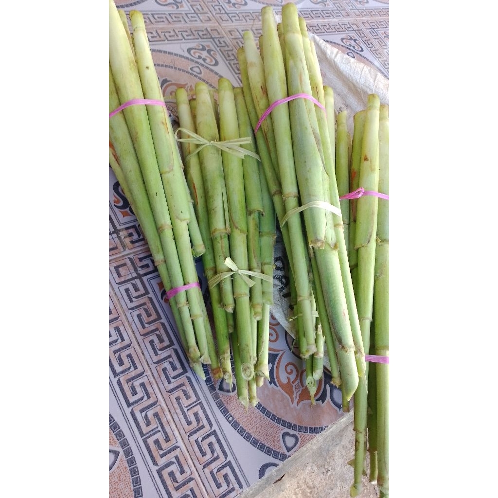 

terubus sayur segar frses /1pcs