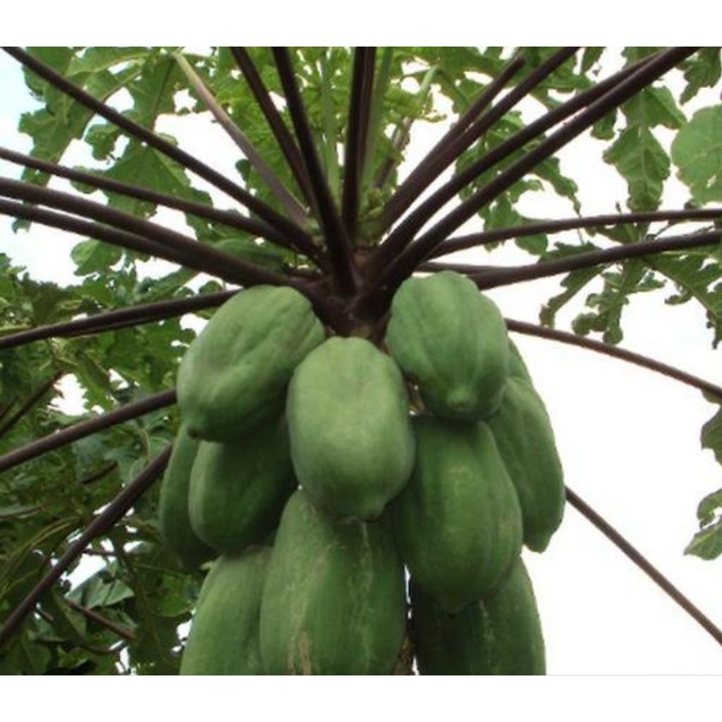 

Buah pepaya ungu segar 2 kg petik langsung-az