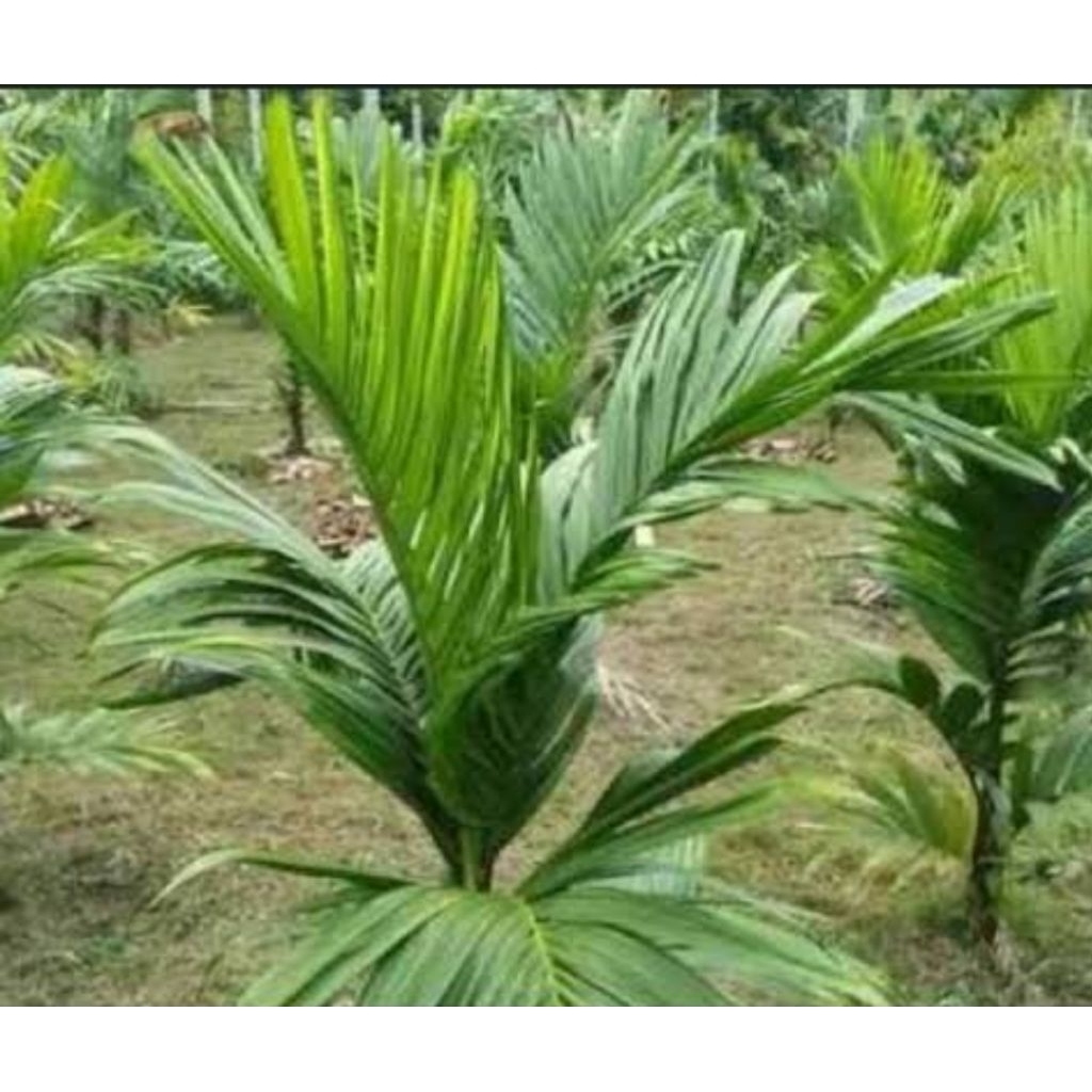 

Daun pinang segar 1 kg petik langsung