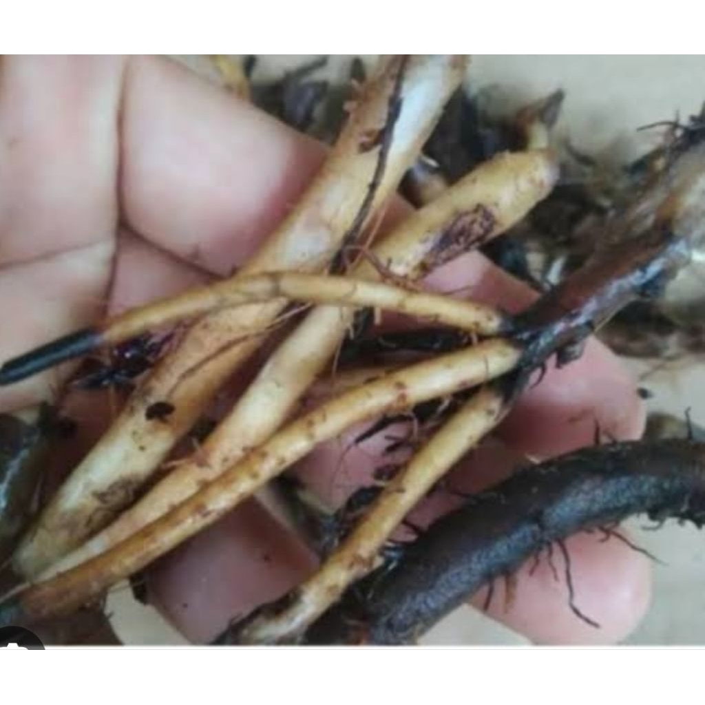 

Akar pisang raja segar organik 250 gram-az