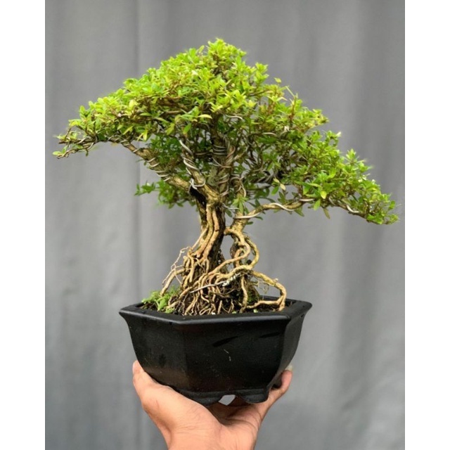 BUNGA SERIBU BINTANG MIKRO - Tanaman Hias Seribu Bintang Mikro ( Bahan Buat Bonsai )