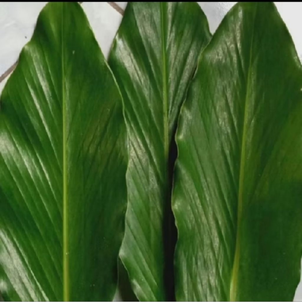 

Daun kapulaga segar 500 gram