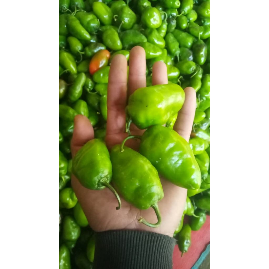 

cabe gendot super asli Pangalengan 1kg