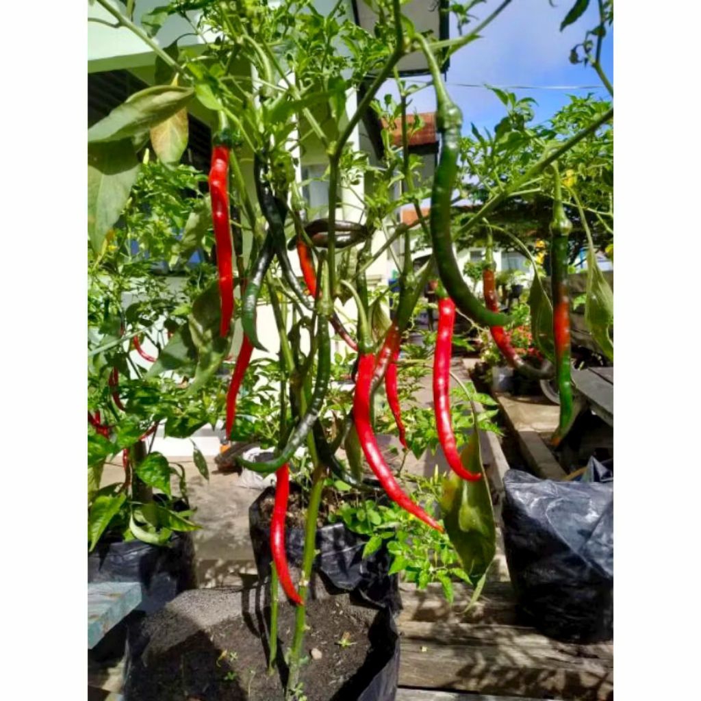 Bibit Cabe Merah Besar Siap Tanam