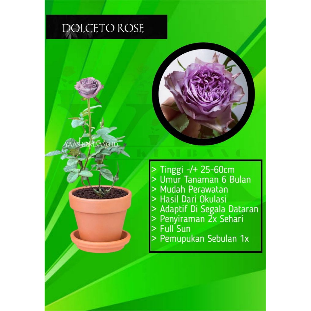 Tanaman Bibit Bunga Mawar Import DOLCETO ROSE Berbunga jumbo YAAS KEMBANG
