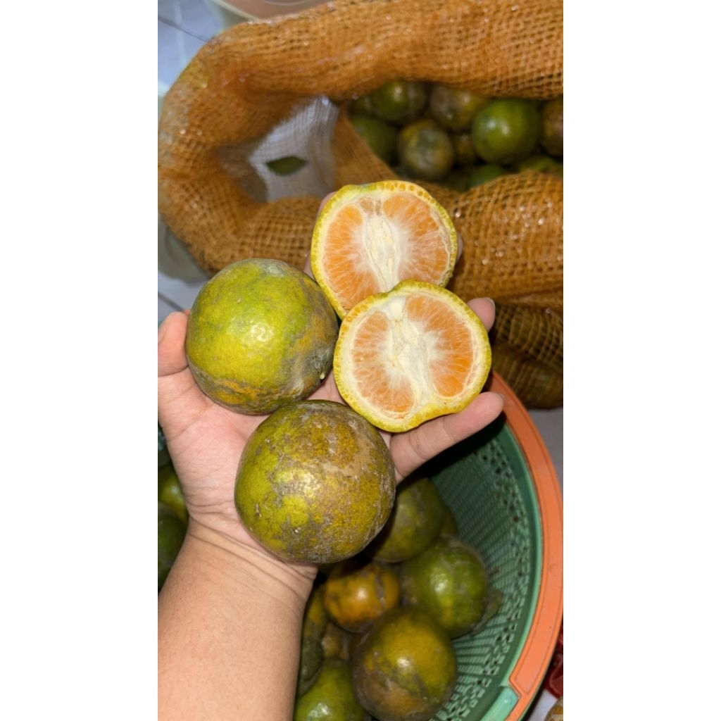 

Santang Madu lokal malang || santang manis seger || jeruk lokalan || murah || 500gr || 1kg