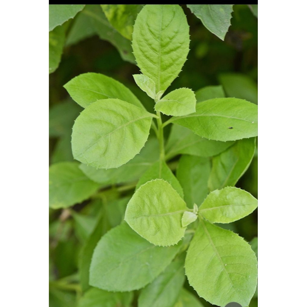 

Daun beluntas segar 500 gram ada pesanan baru petik