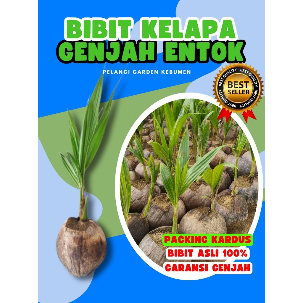 BIBIT UNGGUL.. Pohon Kelapa Ijo Asli, Pohon Kelapa Ijo Pendek