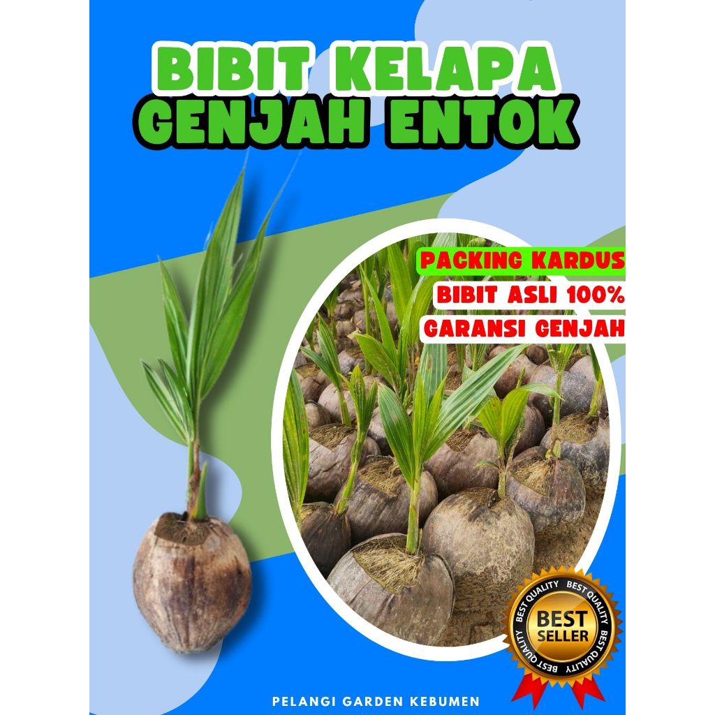 BIBIT PREMIUM.. Pohon Kelapa Ijo Pendek, Bibit Kelapa Ijo Genjah