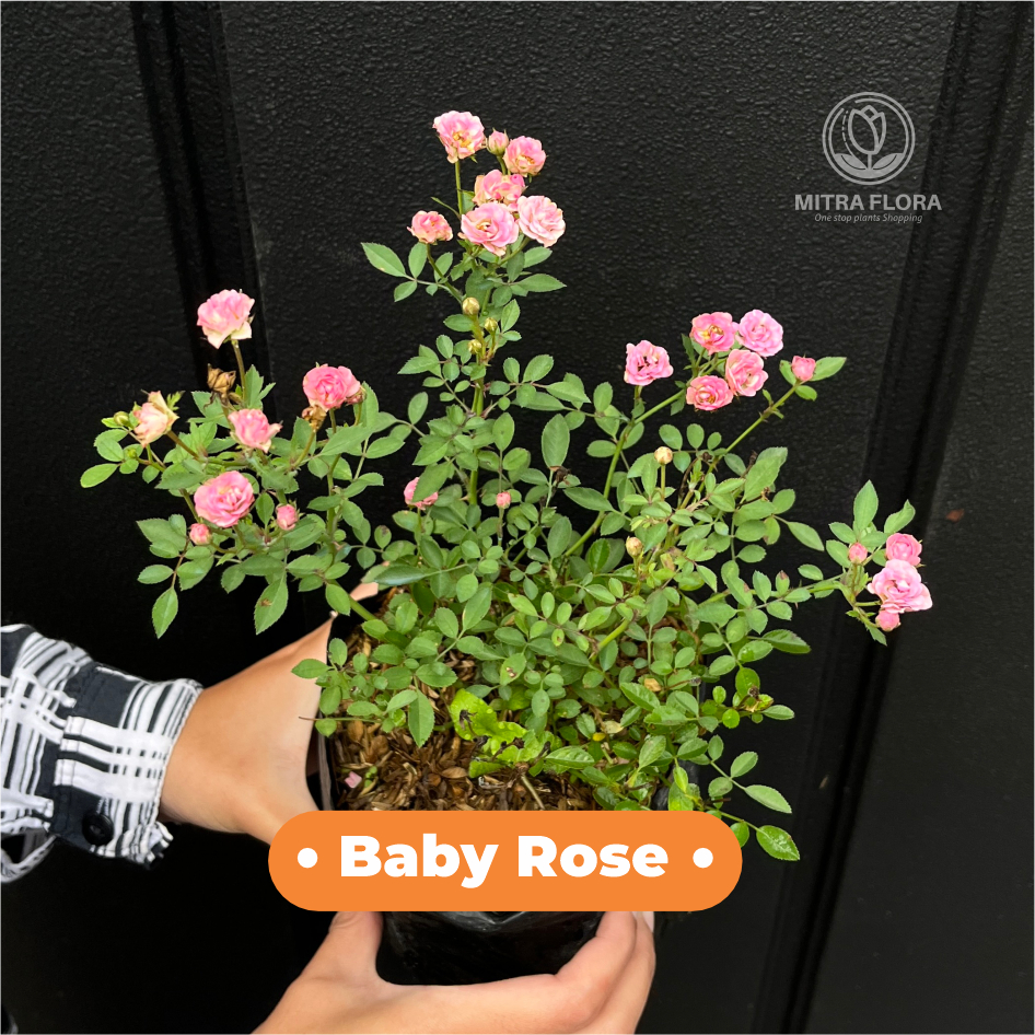 Tanaman Hias Baby Rose Hidup Bibit Bunga Mawar Mini Cocok untuk Pot dan Taman