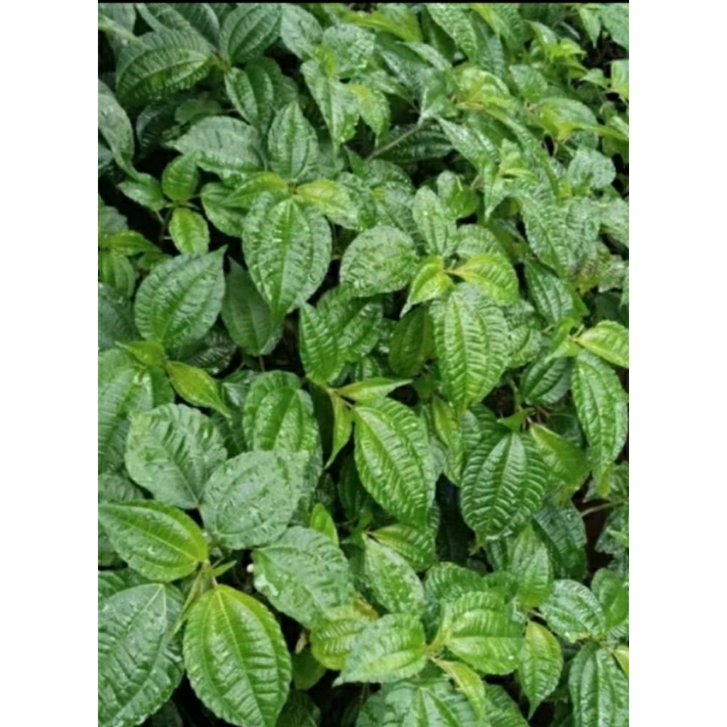 

daun pohpohan/lalaban segar 200gr