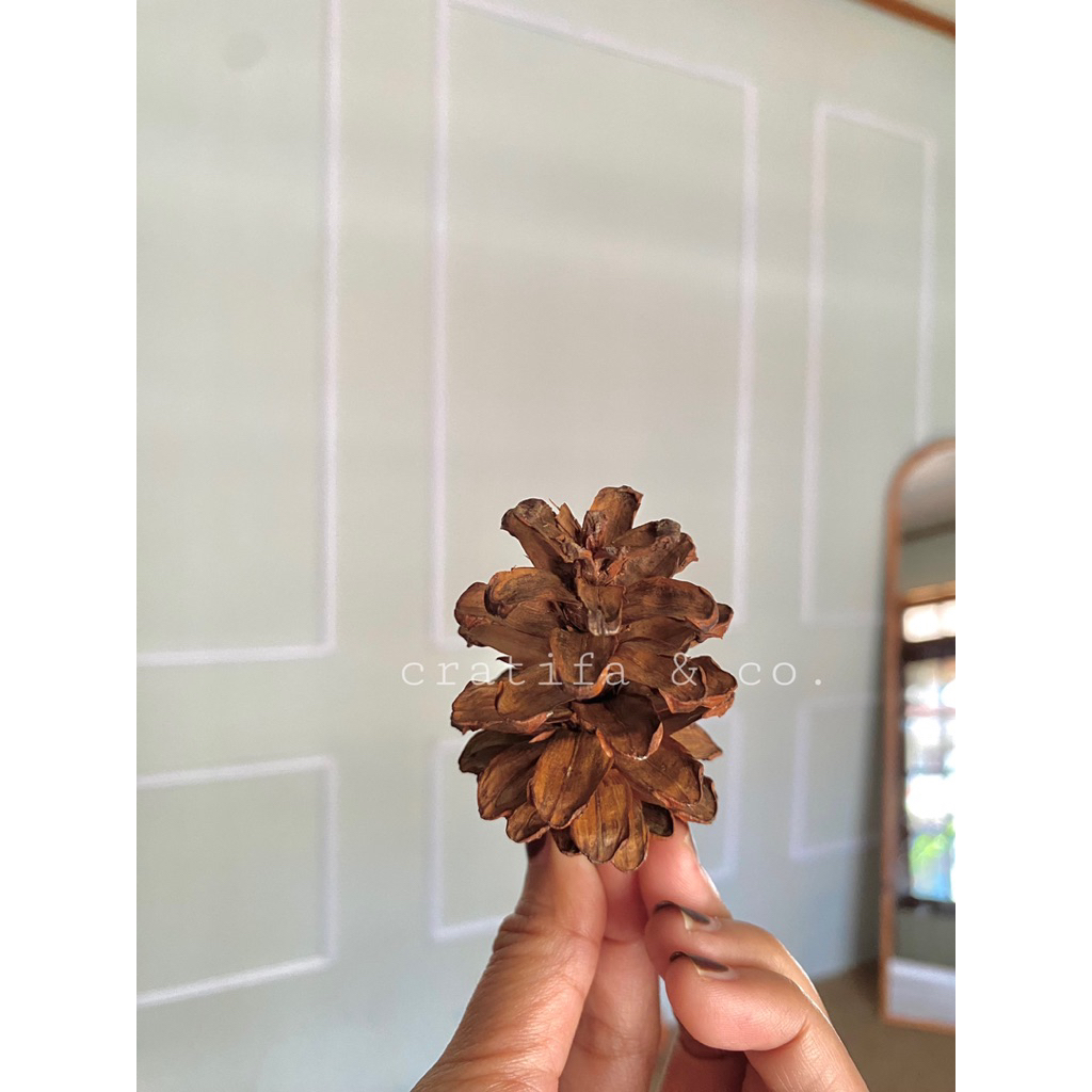 Bunga Pinus Kering Ukuran Besar Hiasan Seserahan Rustic Bunga Cemara Bunga Aesthetic Pine Cone Prope